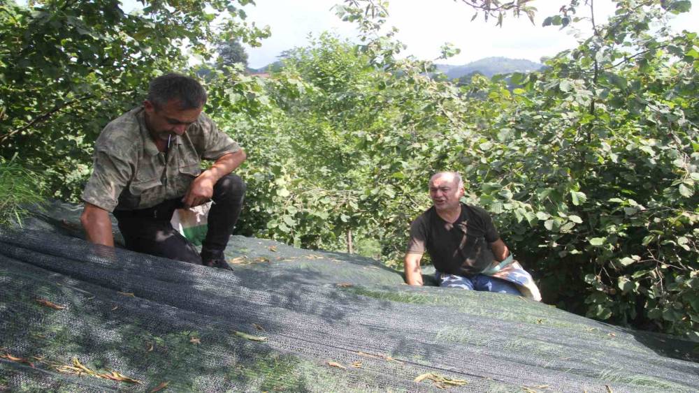 Devlet desteği ile file sistemine ge&ccedil;tiler, fındıkta iş&ccedil;ilik maliyetini y&uuml;zde 80 azalttılar
