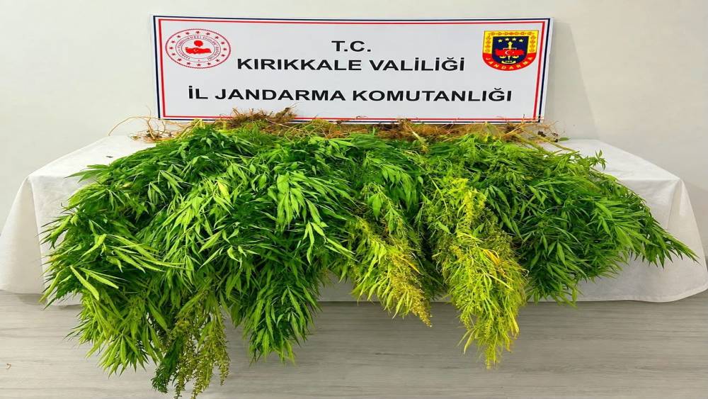 Mısır tarlasından kenevir &ccedil;ıktı: 3 g&ouml;zaltı
