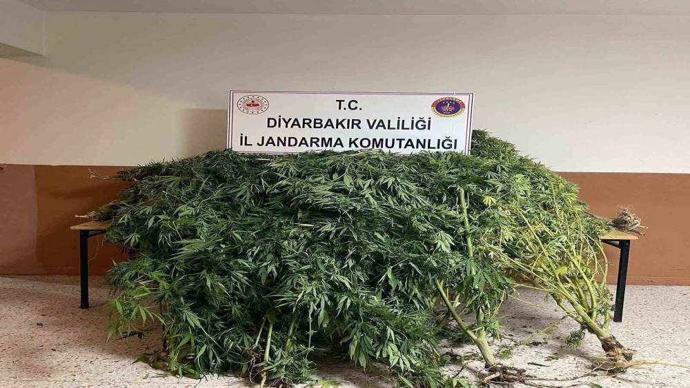 Diyarbakır&rsquo;da 57 bin 700 k&ouml;k kenevir ele ge&ccedil;irildi
