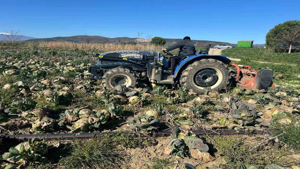 Pazarda 70 lira ama y&uuml;zbinlercesi tarlada &ccedil;&uuml;r&uuml;d&uuml;: &Uuml;reticiler Tarım Kredi&rsquo;ye &ccedil;ağrı yaptı
