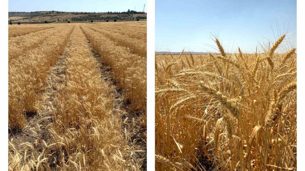 ETİ&rsquo;den kurak iklim koşullarına dayanıklı yerli buğday &ccedil;eşidi
