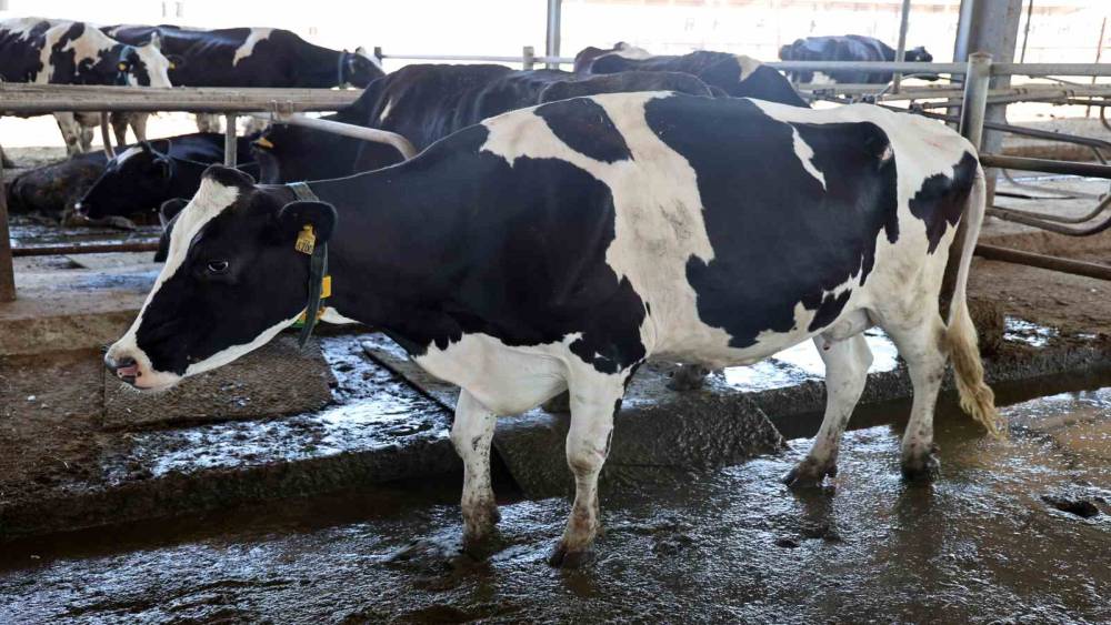T&uuml;rkiye&rsquo;de ilk: Embriyo transferiyle &uuml;lkedeki sığırların genetiği değişecek

