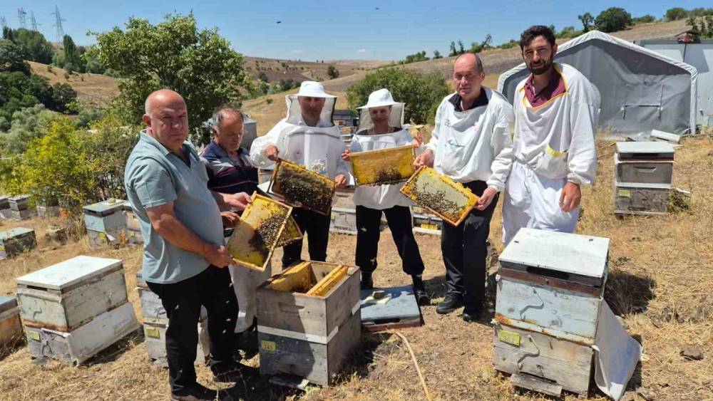 Karadeniz arı genotipinin ıslahı i&ccedil;in &ccedil;alışmalar s&uuml;r&uuml;yor: Hedef daha verimli ana arı &uuml;retimi
