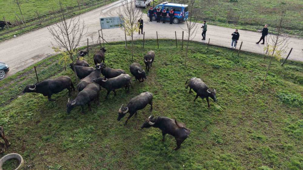 D&uuml;zce&rsquo;de manda yetiştiriciliğine g&uuml;&ccedil;l&uuml; destek
