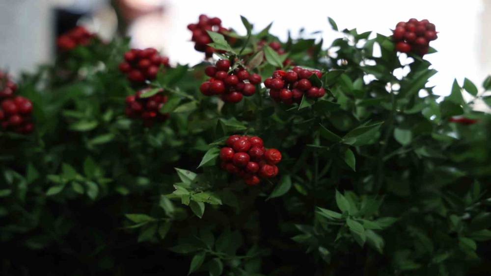 Kırşehir&rsquo;de aralık ayının en &ccedil;ok tercih edilen &ccedil;i&ccedil;eği kokina oldu
