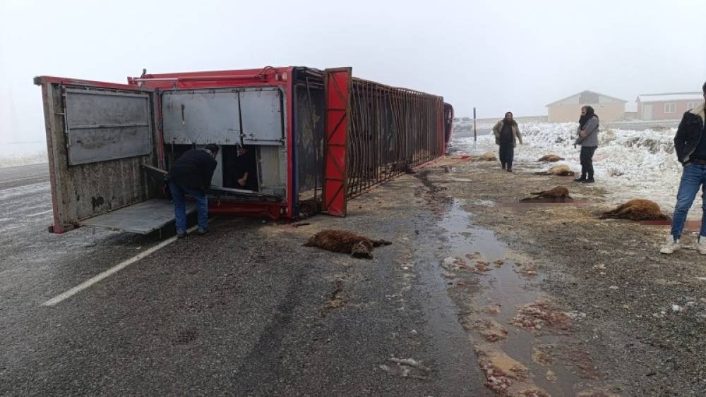 Patnos&rsquo;ta hayvan y&uuml;kl&uuml; tır devrildi: 10 k&uuml;&ccedil;&uuml;kbaş telef oldu
