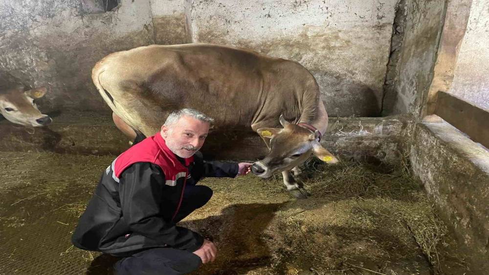 Danimarka ve Amerika&rsquo;dan getirildiler, Of&rsquo;a kısa s&uuml;rede uyum sağladılar
