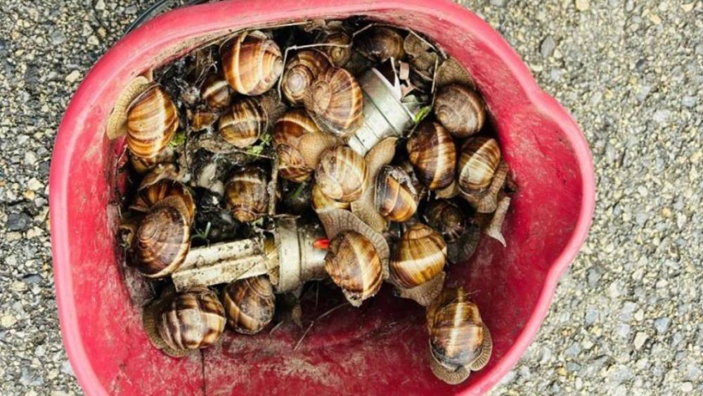 Bolu&rsquo;da ka&ccedil;ak toplanan 16 kilogram salyangoz ele ge&ccedil;irildi
