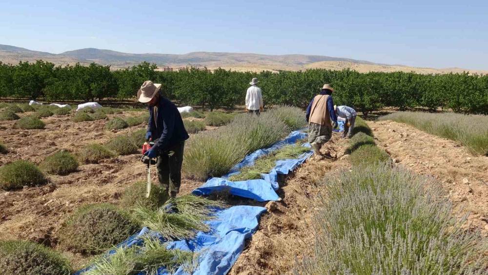 Malatya&rsquo;da kavurucu sıcak altında lavanta hasadı
