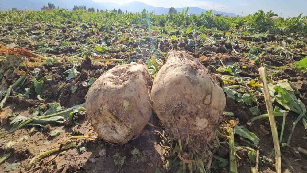 Muşlu &ccedil;ift&ccedil;i 220 d&ouml;n&uuml;me pancar ekti, 2 bin ton &uuml;r&uuml;n bekliyor
