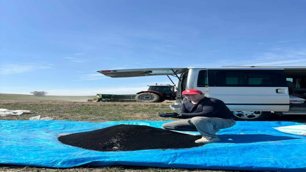 Beypazarı&rsquo;nda &ccedil;&ouml;rek otu ekimi başladı
