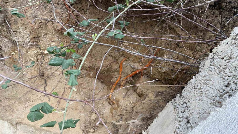 Fidan dikimi sırasında insan kafatası ve kemik par&ccedil;aları bulundu
