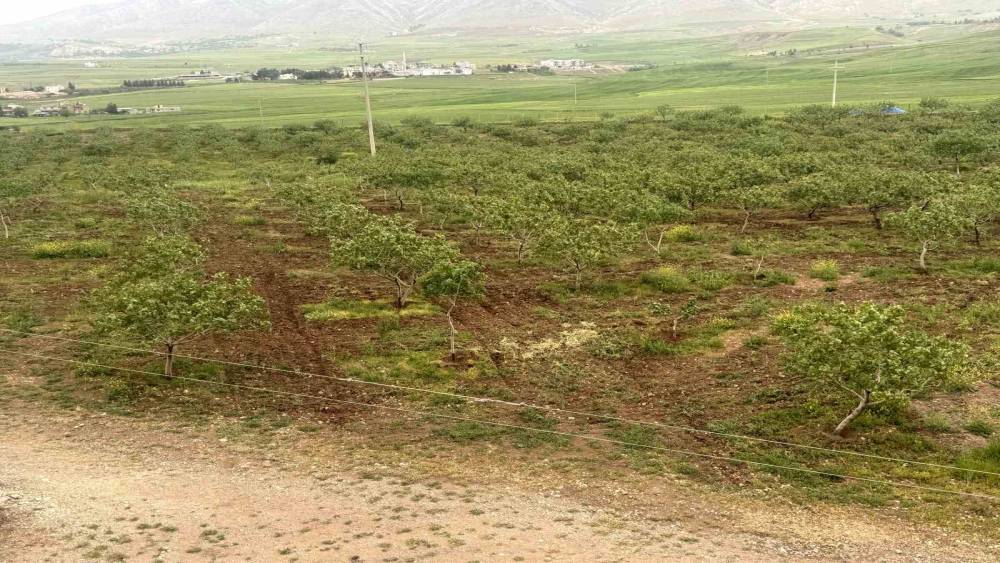 Komşu illerde aşırı yağışlar nedeniyle Siirt fıstığında rekolte ve talebin artması bekleniyor

