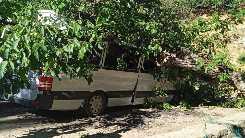 Hakkari&rsquo;de park halindeki aracın &uuml;zerine ceviz ağacı devrildi
