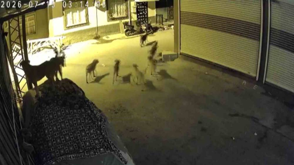 S&uuml;r&uuml; halindeki k&ouml;peklerden korkan kedi, pencere demirine tırmandı
