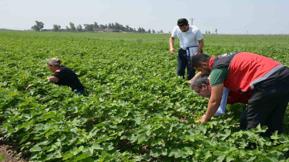Hatay&rsquo;da pamuk, soya ve ay&ccedil;i&ccedil;eği &uuml;retim alanları kontrol edildi

