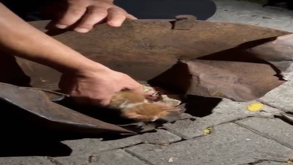 Osmaniye&rsquo;de soba kovasına sıkışan yavru kedi kurtarıldı
