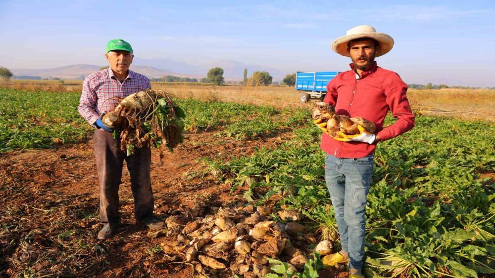 Kahramanmaraş&rsquo;ta şeker pancarı hasadı başladı
