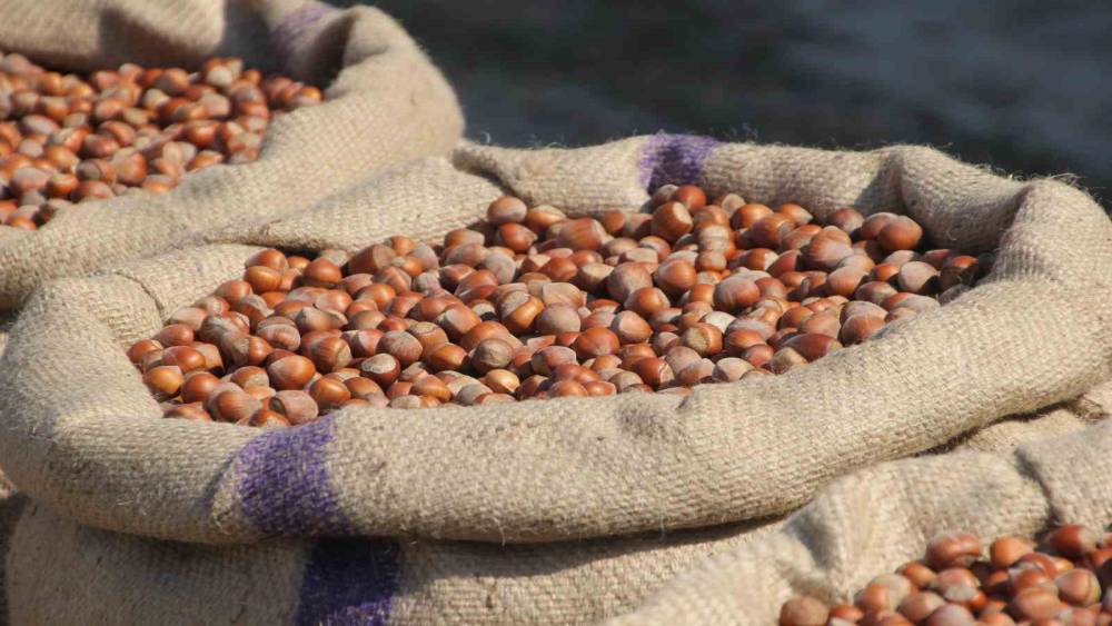 Ak&ccedil;a: "Fındıkta tekelci yapının manip&uuml;lasyonu bitmek &uuml;zere"
