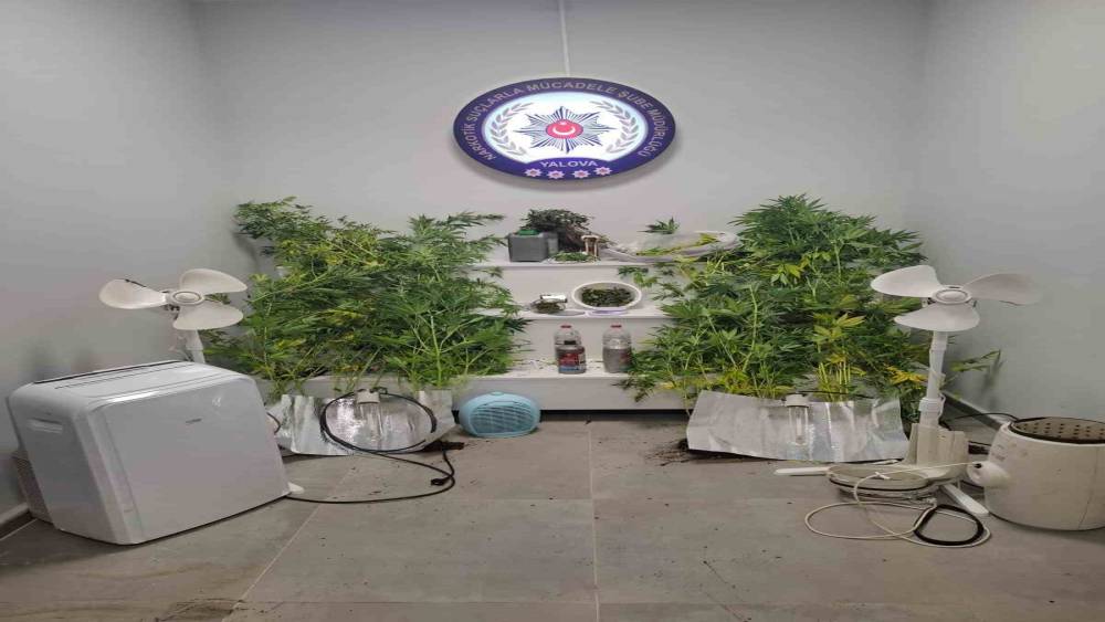 Yalova&rsquo;da saklandığı evde uyuşturucu yetiştiren h&uuml;k&uuml;ml&uuml; yakalandı
