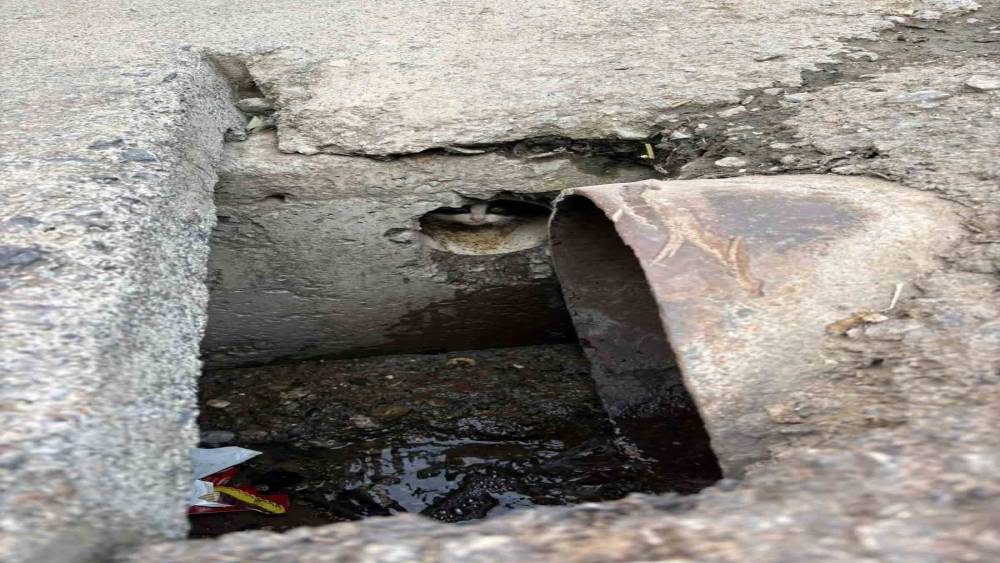 İskenderun&rsquo;da r&ouml;gar borusuna d&uuml;şen yavru kediler kurtarıldı
