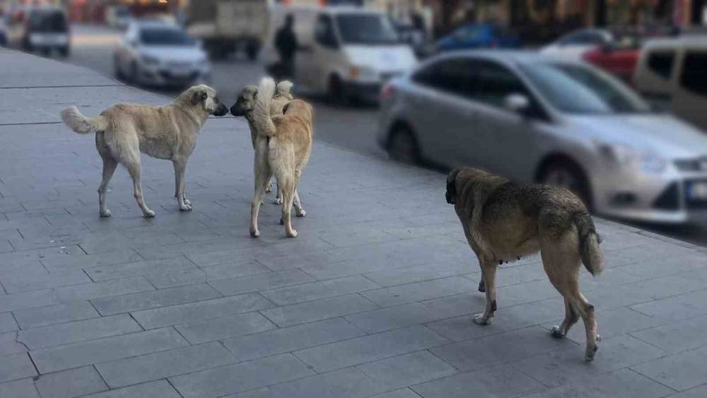 Sahipsiz k&ouml;peklerin tamamı yıl sonuna kadar barınaklara alınacak
