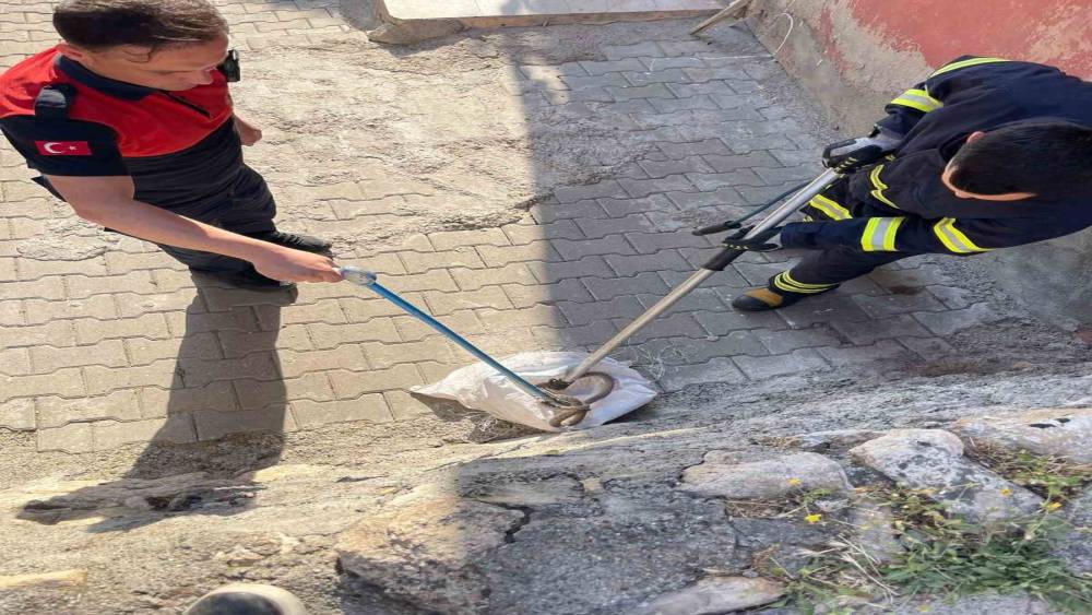 Siirt&rsquo;te 1 bu&ccedil;uk metrelik yılan evin bah&ccedil;esinden &ccedil;ıktı
