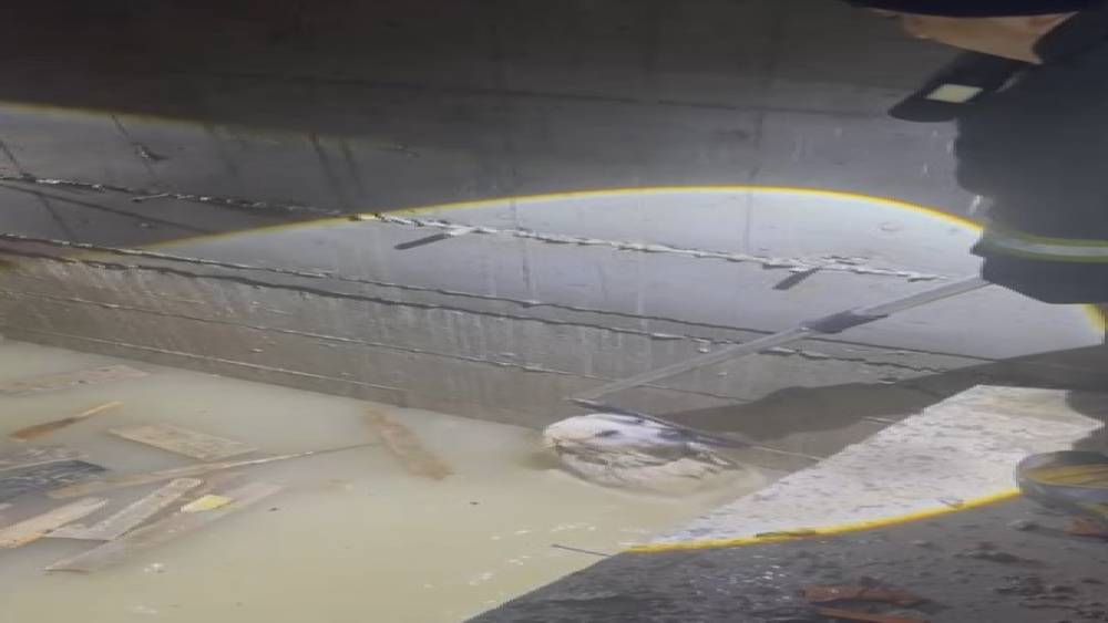 Yağmur sularıyla dolan asans&ouml;r boşluğuna d&uuml;şen k&ouml;pek son anda kurtarıldı
