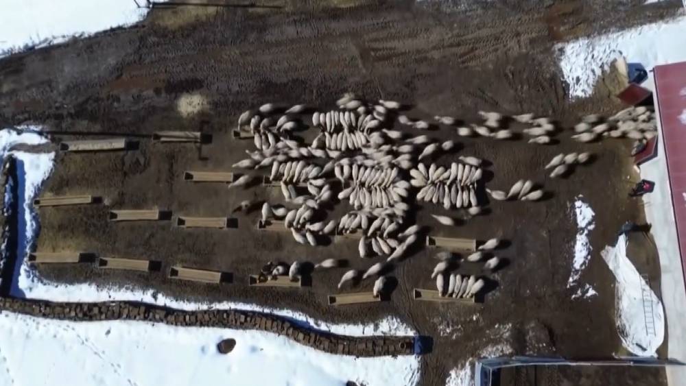 Bayburt&rsquo;ta 50 milyon liralık yem desteği 2 bin 601 işletmeye ulaştı
