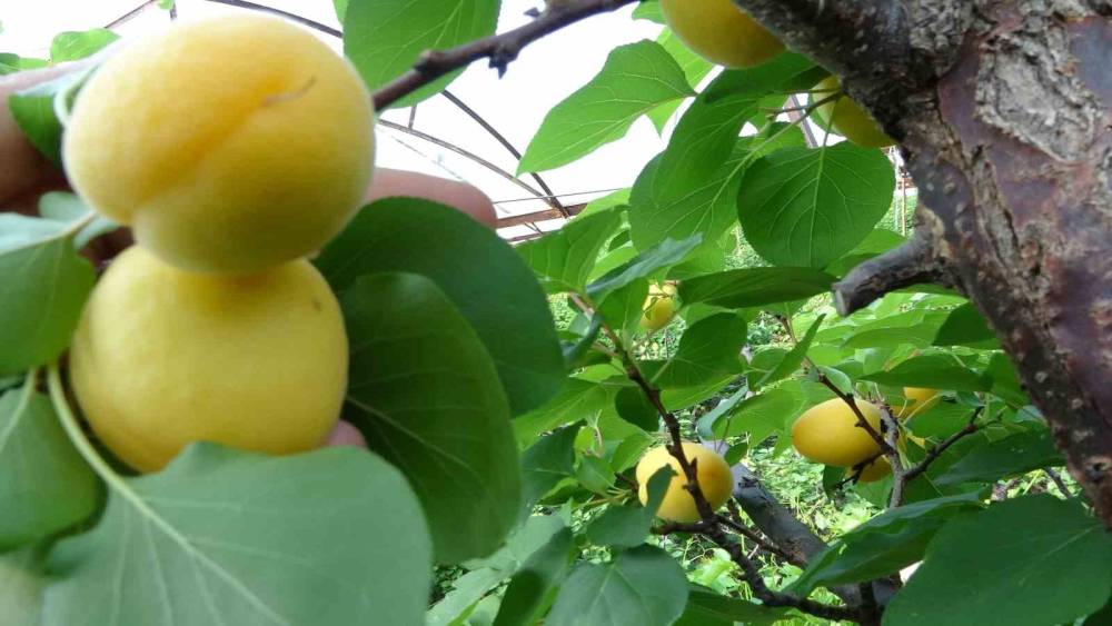 &Ouml;rt&uuml; altında turfanda kayısı hasadı başladı
