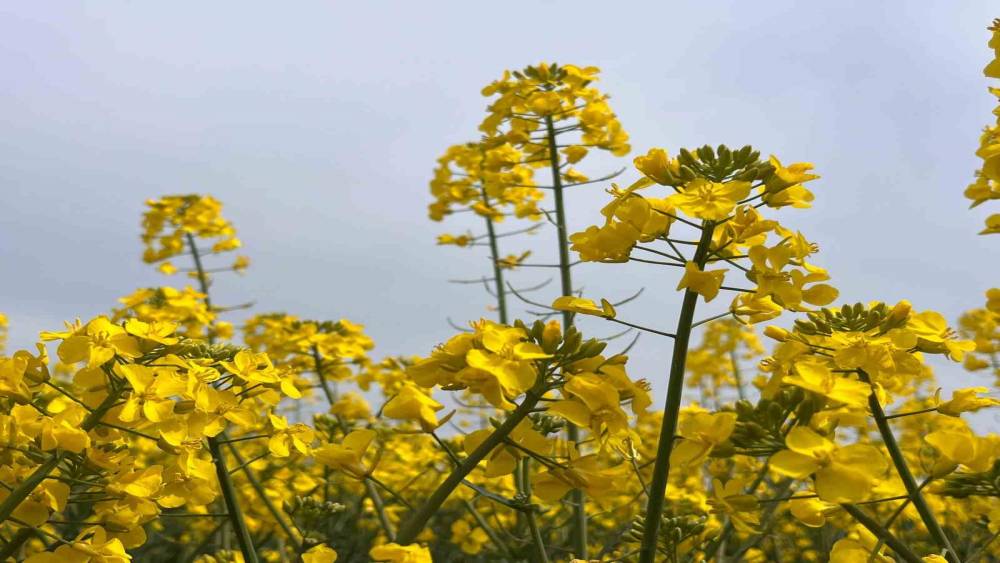 Hayrabolu&rsquo;da bu yıl 21 bin dekar alanda kanola ekimi yapıldı
