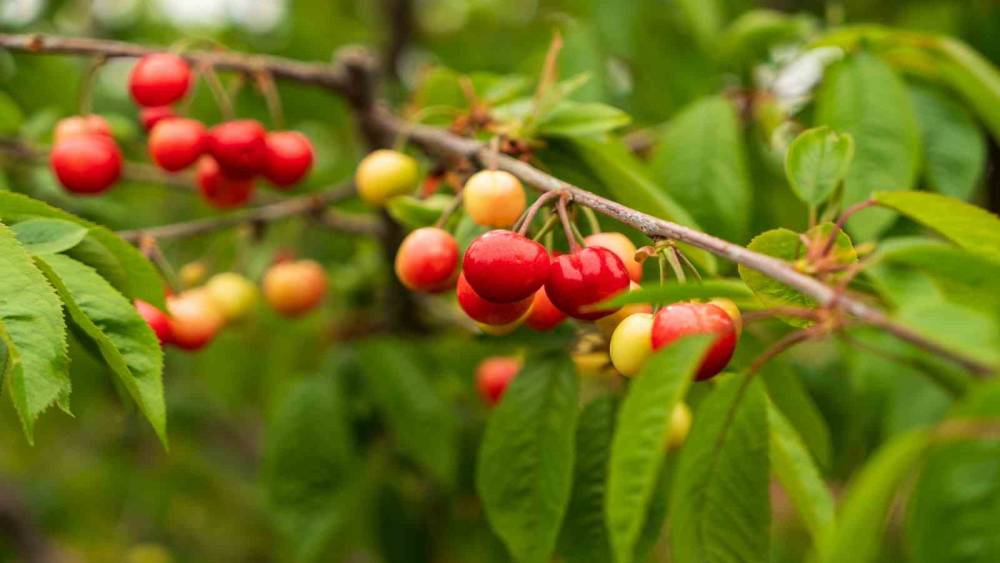 Kuzey yarımk&uuml;renin ilk kirazı rekor fiyatla satıldı
