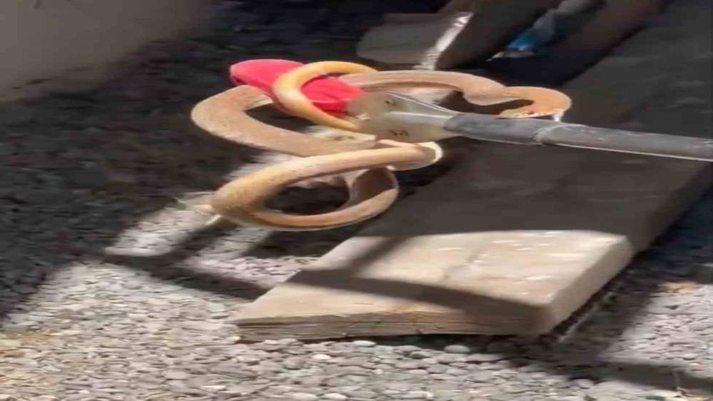 Iğdır&rsquo;da eve giren yılan paniğe neden oldu

