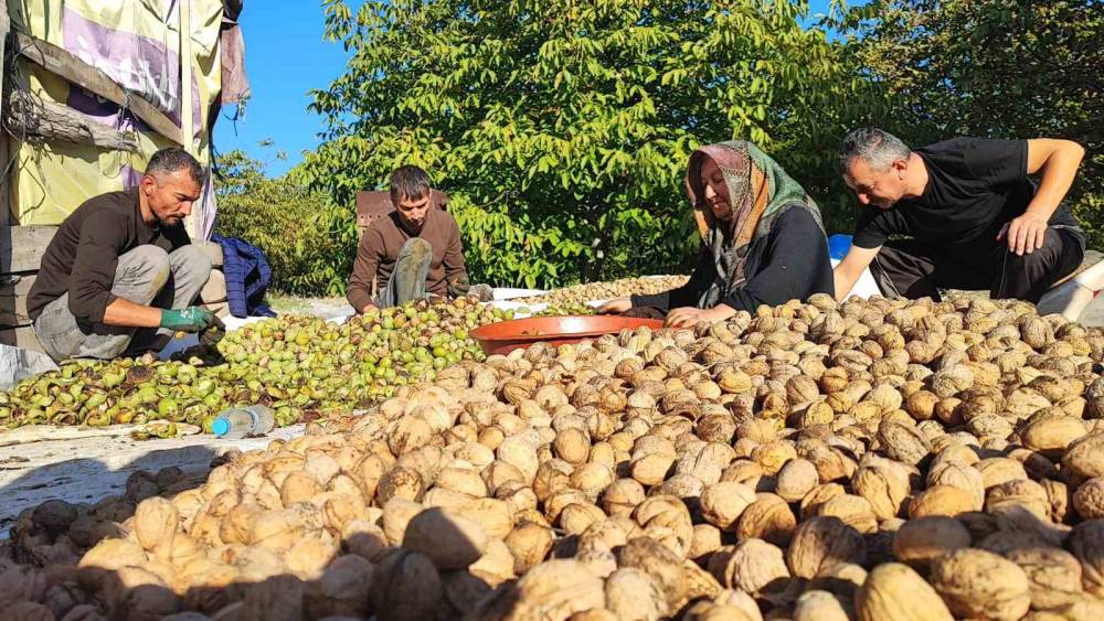 Yozgat&rsquo;ta ceviz hasadı başladı: &Uuml;retici verimden memnun
