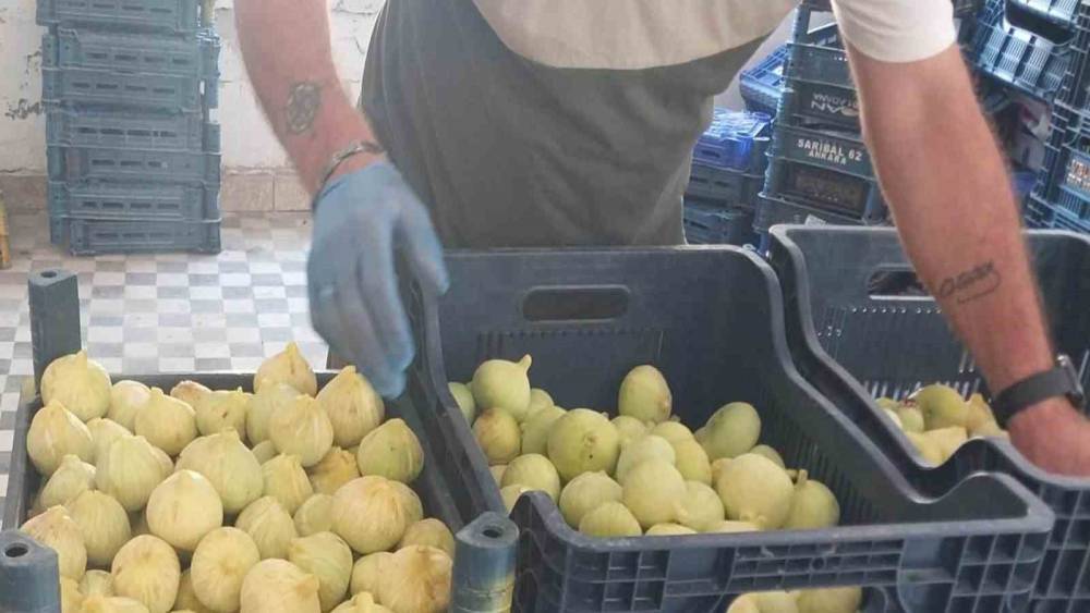 Mersin&rsquo;de incir sezonu sona erdi, &uuml;reticisinin y&uuml;z&uuml; g&uuml;ld&uuml;
