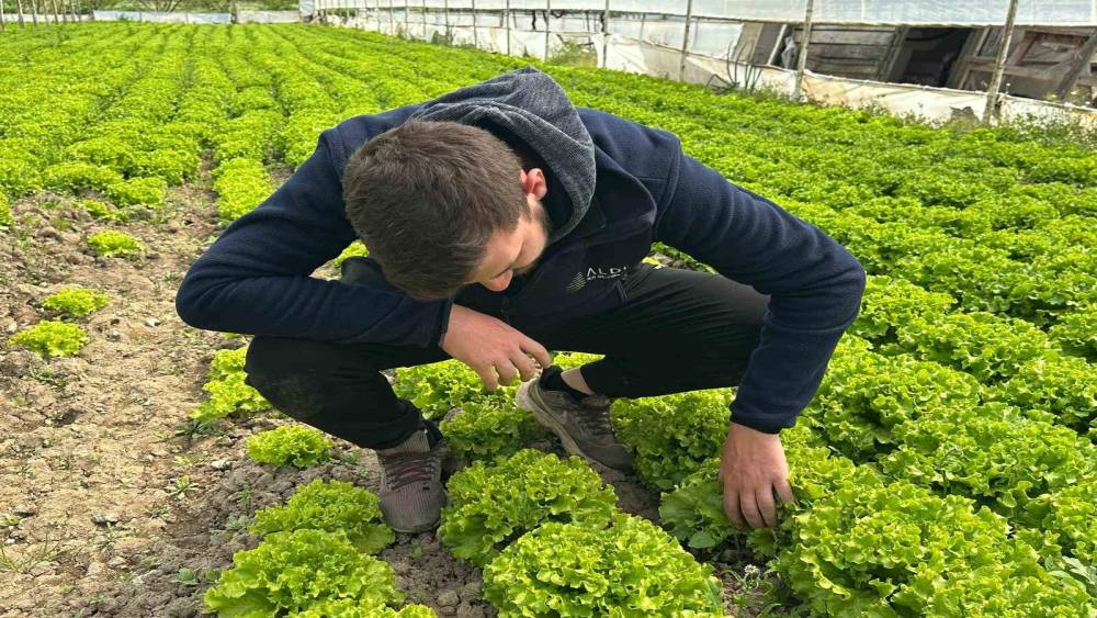 Bu sefer tarladan g&uuml;zel haber geldi...35 liraya tarladan satılan marul y&uuml;zleri g&uuml;ld&uuml;rd&uuml;
