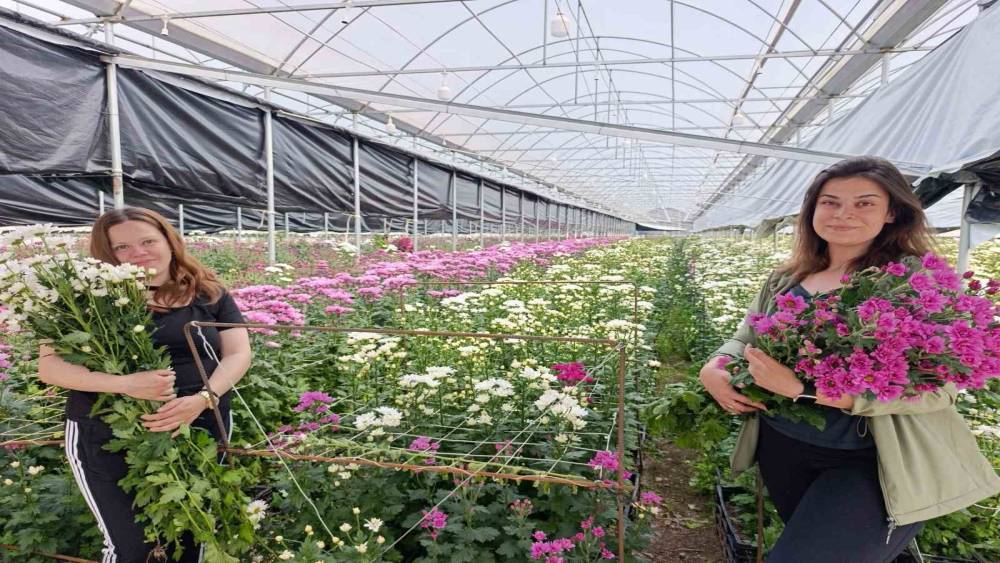 Simav&rsquo;da jeotermal seralarda kasımpatı hasadı başladı
