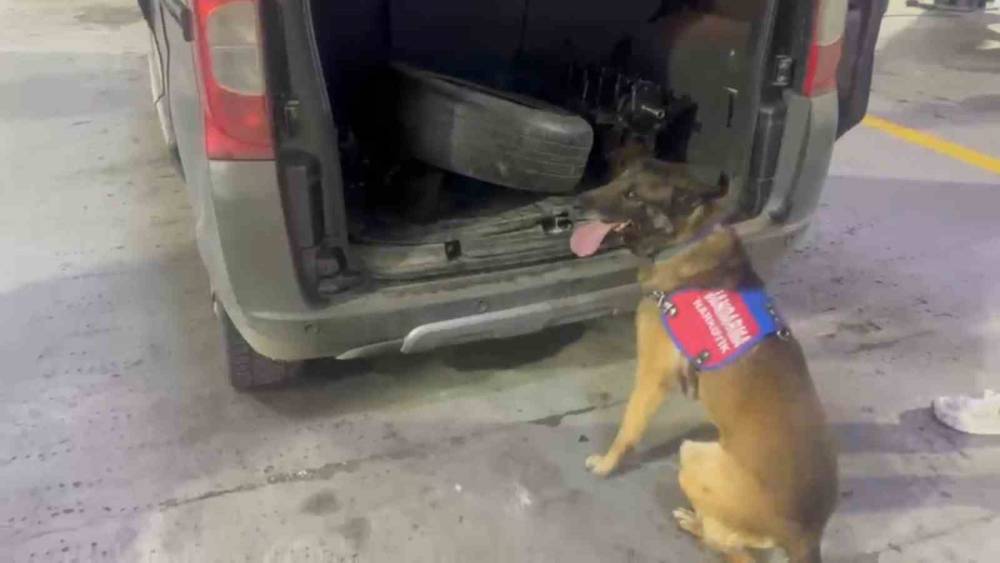 Bagaj ve kaputa gizlenen uyuşturucuyu narkotik k&ouml;peği &lsquo;Ayar&rsquo; buldu
