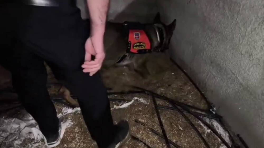 Ahırda saman i&ccedil;inde saklı 2 kilo uyuşturucu ele ge&ccedil;irildi
