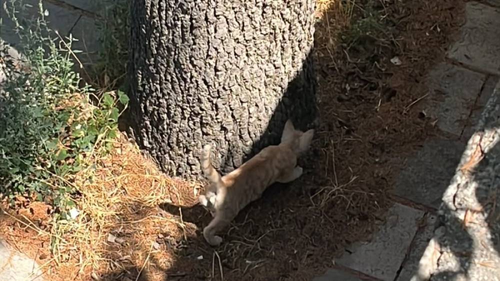 İtfaiyeden kedi kurtarma operasyonu
