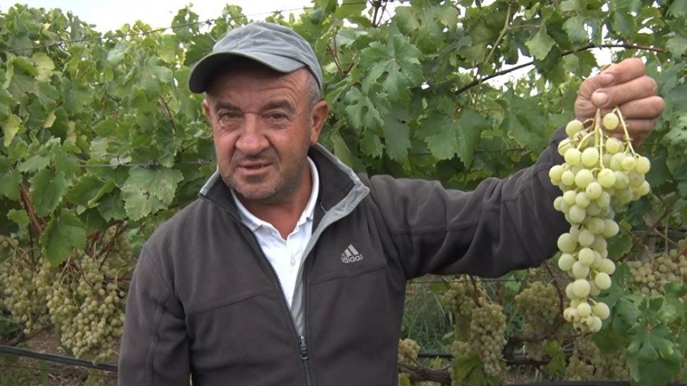 Sarı altın M&uuml;şk&uuml;le &uuml;z&uuml;m&uuml;nde hasat heyecanı başladı
