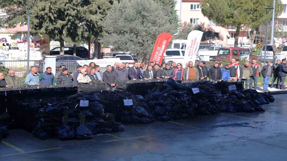 50 bin adet &uuml;z&uuml;ms&uuml; fidan dağıtıldı
