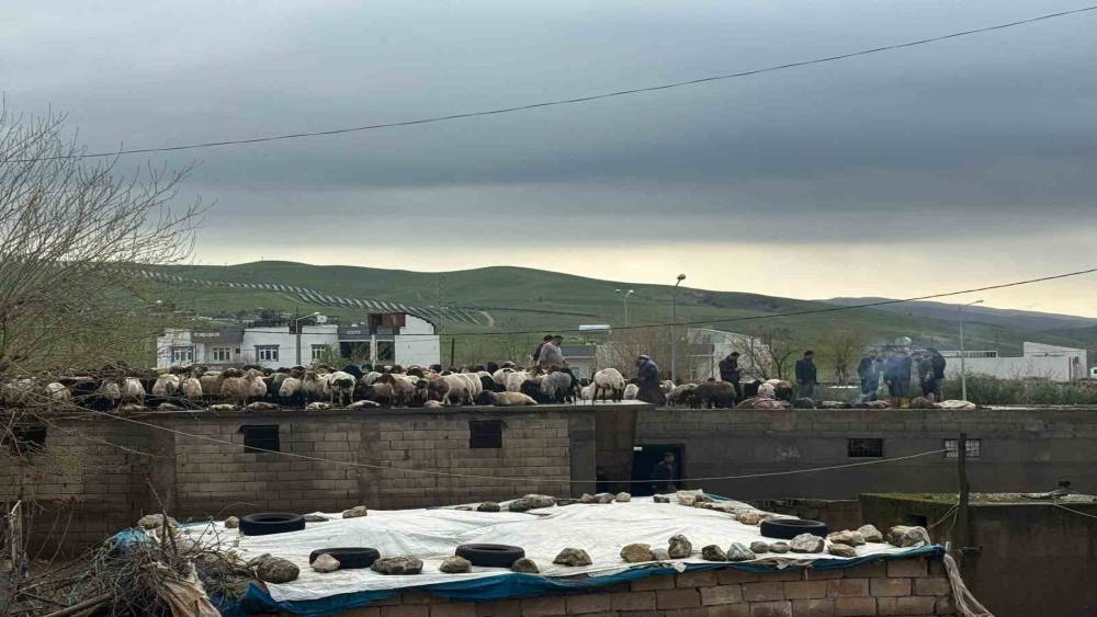 Siirt&rsquo;te ara&ccedil;lar sel sularında kayboldu, onlarca hayvan telef oldu
