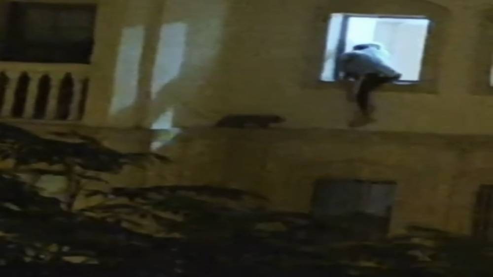 Mardin&rsquo;de mahsur kalan kedi kurtarıldı
