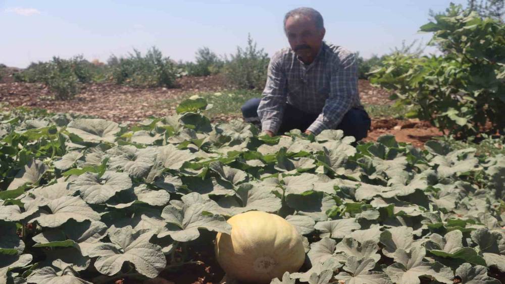 Asırlık tatlar sofralara gelmeye başladı

