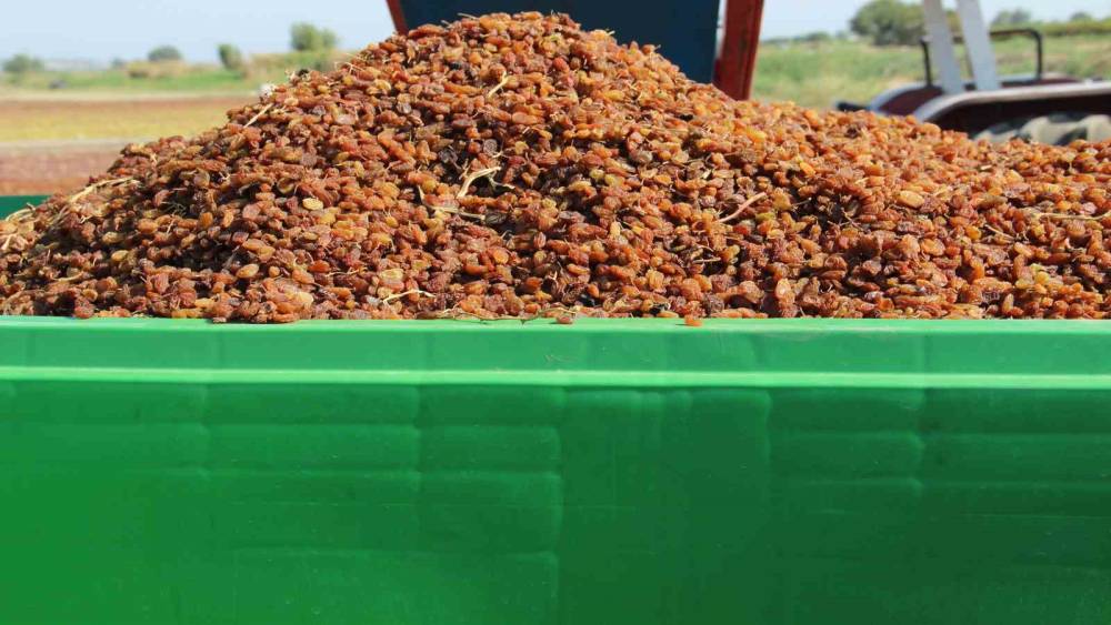 Organik kuru &uuml;z&uuml;m &uuml;reticisinin hasat y&uuml;k&uuml; &rsquo;Box&rsquo; ile hafifledi
