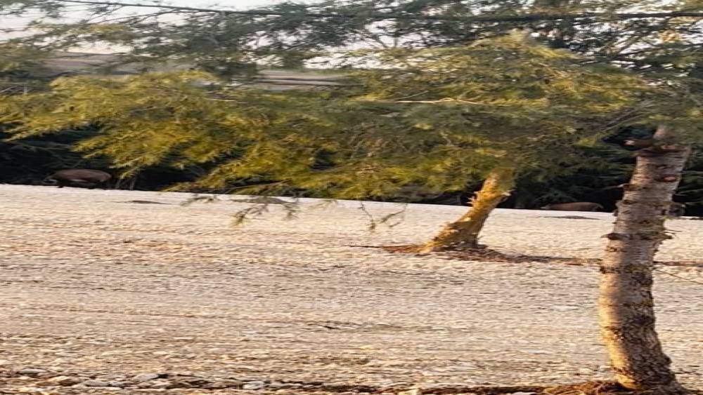 B&uuml;y&uuml;k&ccedil;ekmece&rsquo;de domuz s&uuml;r&uuml;s&uuml; yol kenarına indi
