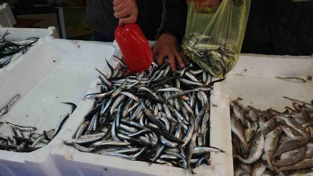 Zonguldak&rsquo;ta limandan 500 ton hamsi &ccedil;ıktı
