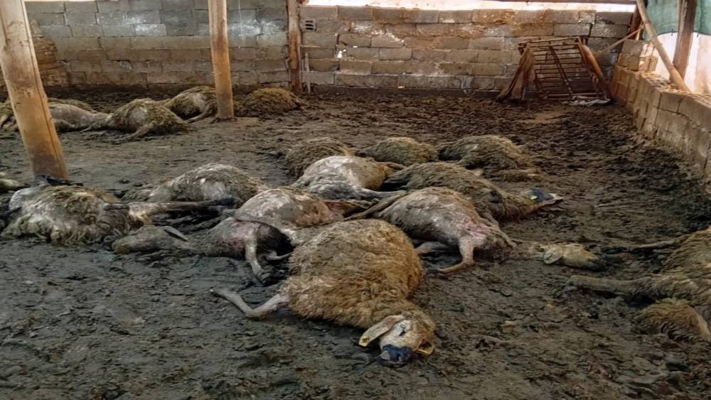 Malatya&rsquo;da ağıla giren kurt 30 koyunu telef etti
