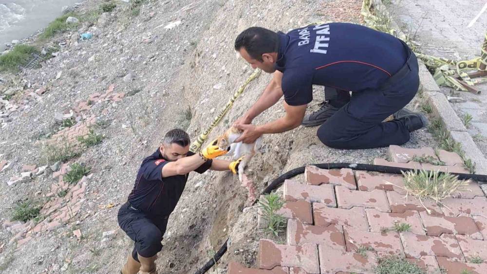 &Ccedil;orum&rsquo;da &ccedil;aya d&uuml;şen kediyi itfaiye kurtardı
